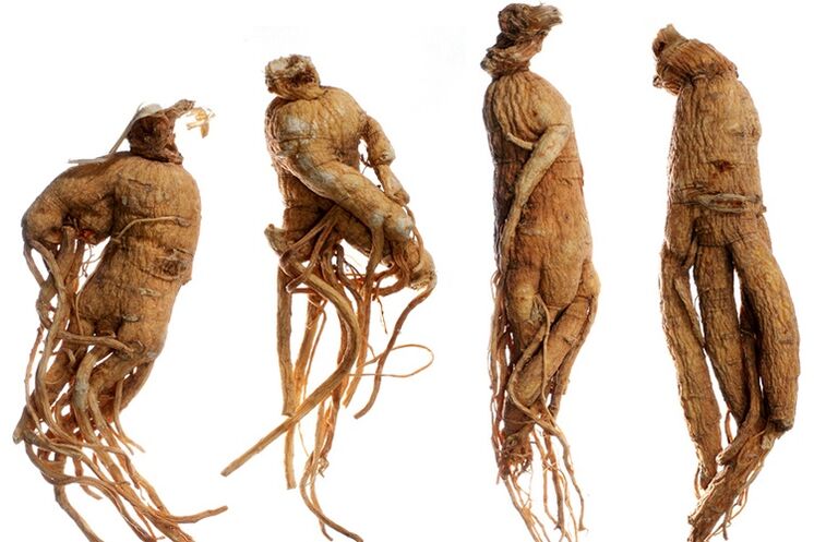 akar ginseng untuk pembesaran penis